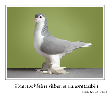 silberne lahoretaeubin